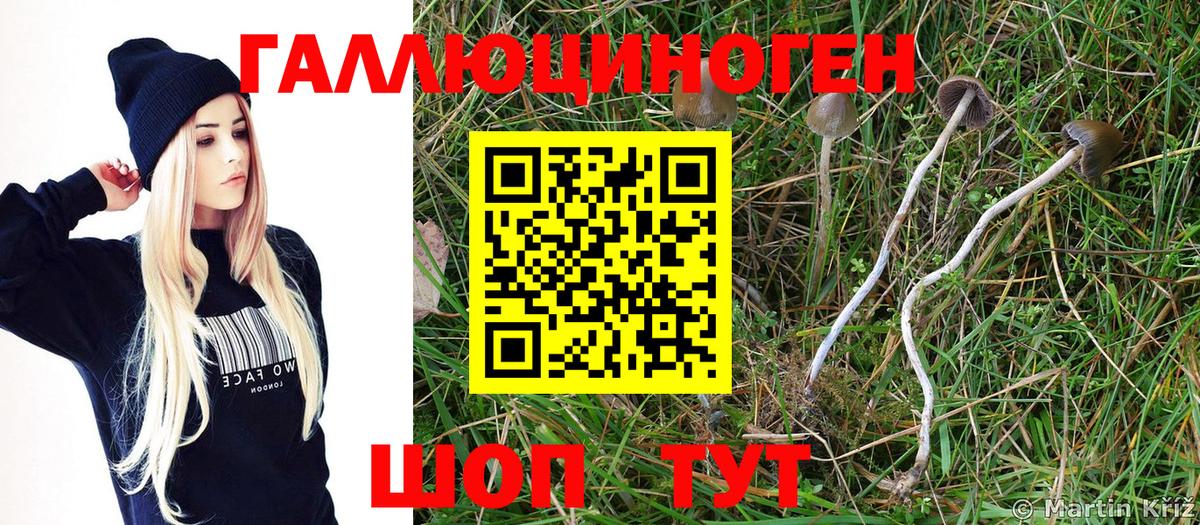 Псилоцибиновые грибы Psilocybe Мелеуз